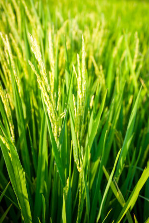Young fresh green rice growing on a field, close upの写真素材