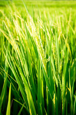 Young fresh green rice growing on a field, close upの写真素材