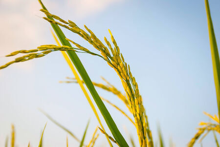 Young fresh green rice growing on a field, close upの写真素材