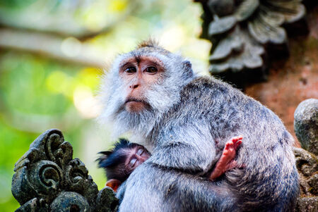 Long-tailed macaque monkey breastfeeding its baby outdoorsの写真素材