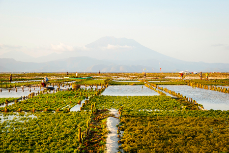 Algae farm field in Nusa Lembongan, Indonesiaの写真素材