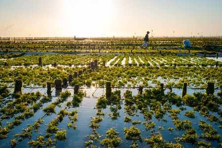 Algae farm field in Nusa Lembongan, Indonesiaの写真素材