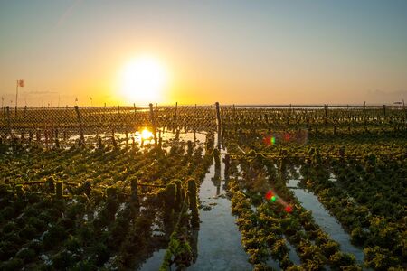 Algae farm field in Nusa Lembongan, Indonesiaの写真素材