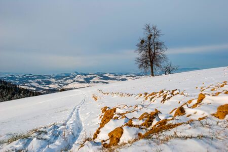 Field in winter covered with snow and tree in backgroundの写真素材