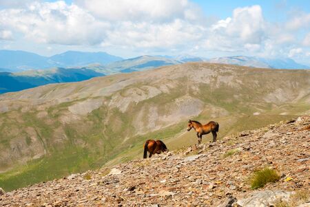 Horser in the Pyrenees mountains in Spainの写真素材
