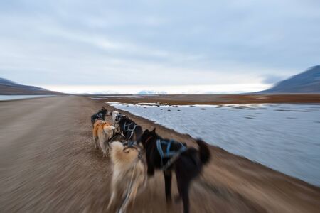 Dog sledding in summer in Svalbard, Arctic, first person perspectiveの写真素材