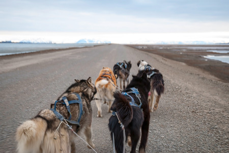 Dog sledding in summer in Svalbard, Arctic, first person perspectiveの写真素材