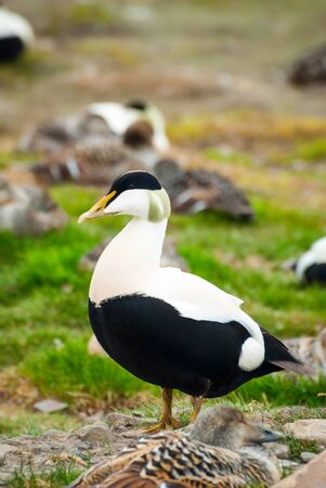 Common eider nesting in Svalbard, Arctic, Norwayの写真素材