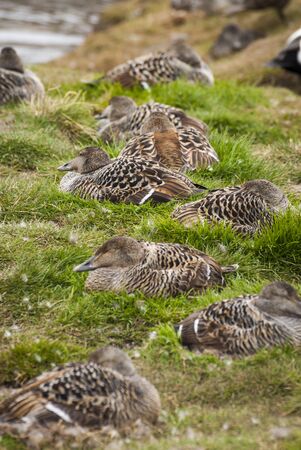 Female common eider birds nesting in Svalbard, Arctic, Norwayの写真素材