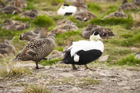 Common eider bird couple in Svalbard, Arctic, Norwayの写真素材