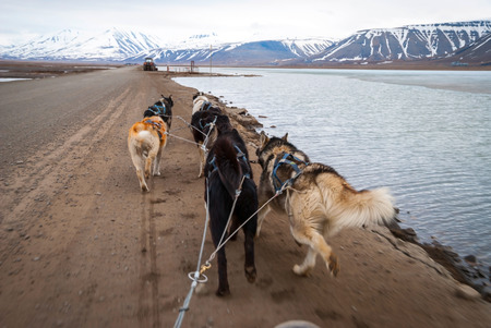 Dog sledding in summer in Svalbard, Arctic, first person perspectiveの写真素材