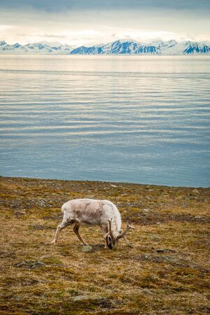 Reindeer eating grass infront of the sea and mountains in slow in Svalbard, Arcticの写真素材