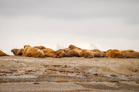 Walruses lying on the shore in Svalbard, Arcticの写真素材