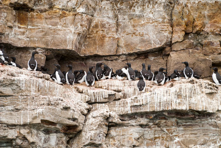 Guillemots birds nesting on clifff in Svalbard, Norway