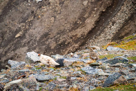 Couple of rock ptarmigan birds nesting in Svalbard, Norwayの写真素材
