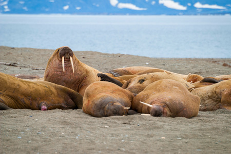 Walruses lying on the shore in Svalbard, Arcticの写真素材