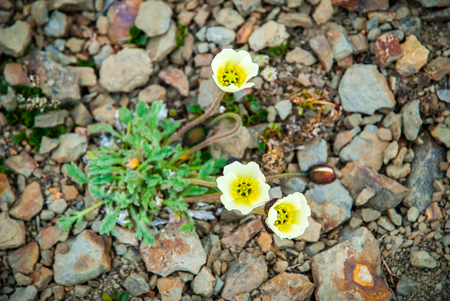 Arctic poppy (papaver radicatum) blossoming in svalbardの写真素材