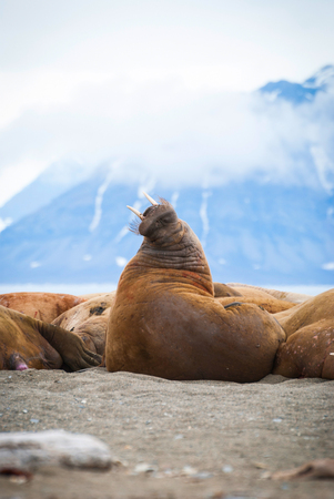 Walruses lying on the shore in Svalbard, Arcticの写真素材