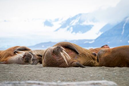 Walruses lying on the shore in Svalbard, Arcticの写真素材