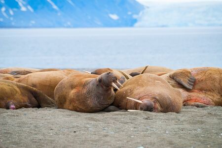 Walruses lying on the shore in Svalbard, Arcticの写真素材