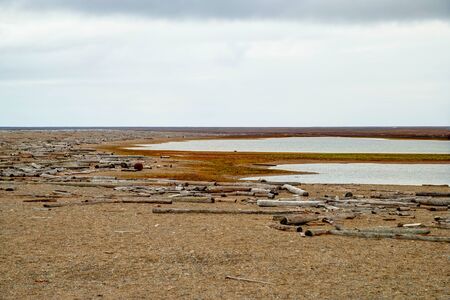 Arctic tundra in summer, Svalbardの写真素材