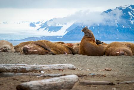 Walruses lying on the shore in Svalbard, Arcticの写真素材
