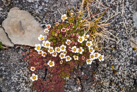 Tufted saxifrage blossoming, Svalbard, Norwayの写真素材