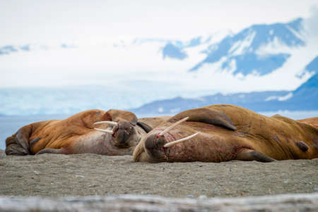 Walruses lying on the shore in Svalbard, Arcticの写真素材