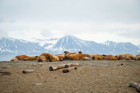 Walruses lying on the shore in Svalbard, Arcticの写真素材