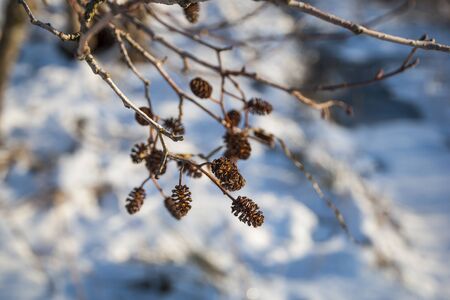 Adler tree cone in winter background, close upの写真素材
