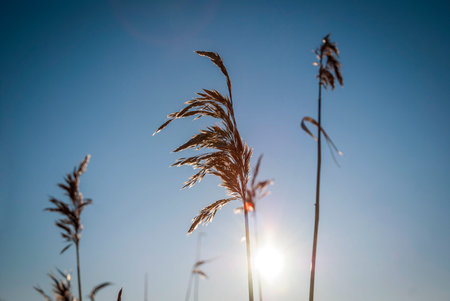 Tall dry grass in sunlight flareの写真素材