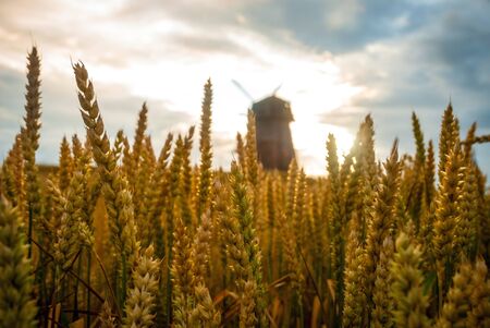 Old windmill in the filed in sunset flareの写真素材