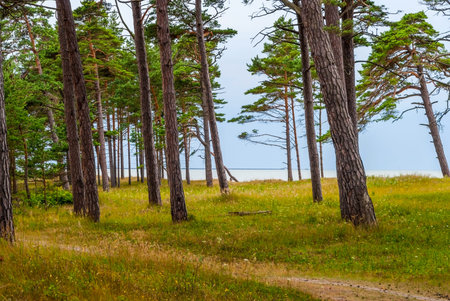 View on Liepaja beach from green bright forest