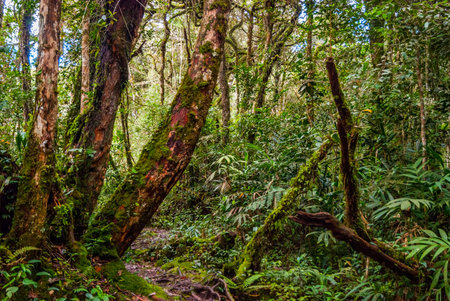 Beautiful scene of wild rain forest in bright colors in daylight. Cameron highlands, Malaysia