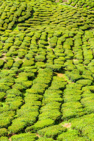 Scenic tea plantations in cameron highlands, Malaysia