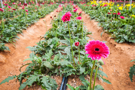 Gerber daisy flowers in indor greenhouse farmの写真素材