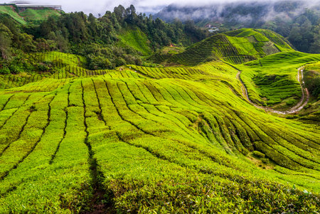 Scenic valley with tea plantation, Cameron highlands, Malaysia