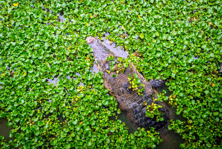 Crocodile swimming in water with green leaves from aboveの写真素材