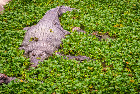 Crocodile swimming in water with green leaves from aboveの写真素材