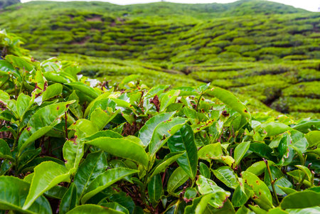 Scenic tea plantations in cameron highlands, Malaysia