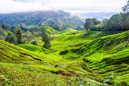 Scenic valley with tea plantation, Cameron highlands, Malaysiaの写真素材