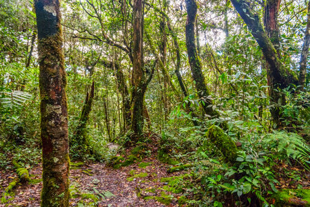 Beautiful scene of wild rain forest in bright colors in daylight. Cameron highlands, Malaysia