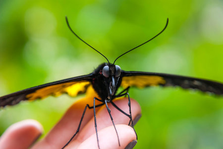Close up of beautiful butterfly on human hand