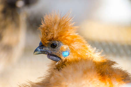 Brown hen with long feathers, close up photoの写真素材