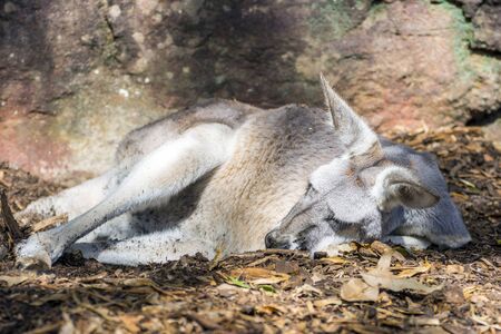 Gray kangaroo sleeping on the groundの写真素材