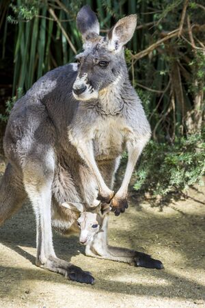 Baby gray kangaroo looking from its mother pouchの写真素材