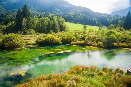 View on bright green clear river spring in mountain forest in sunlight, Zelenci, Sloveniaの写真素材