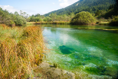 View on bright green clear river spring in mountain forest in sunlight, Zelenci, Sloveniaの写真素材