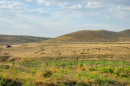 Herd of sheep in endless steppe in Kazakhstan