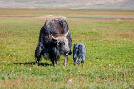 Female black yak with its baby in the pasture, Kyrgyzstanの写真素材